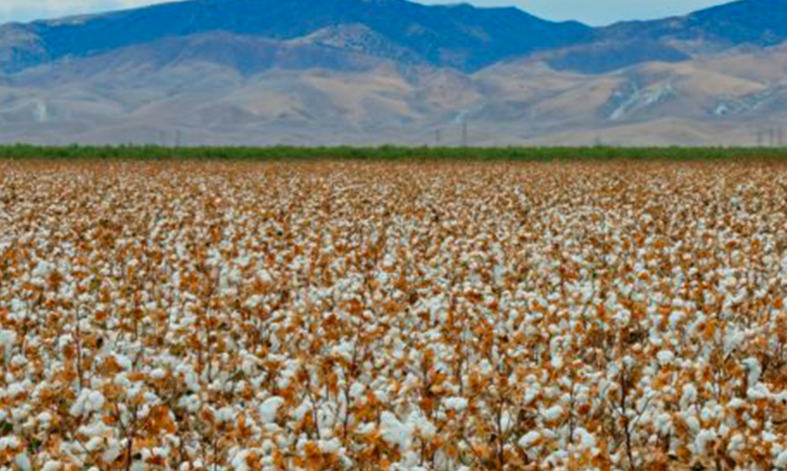 U.S. grown cotton